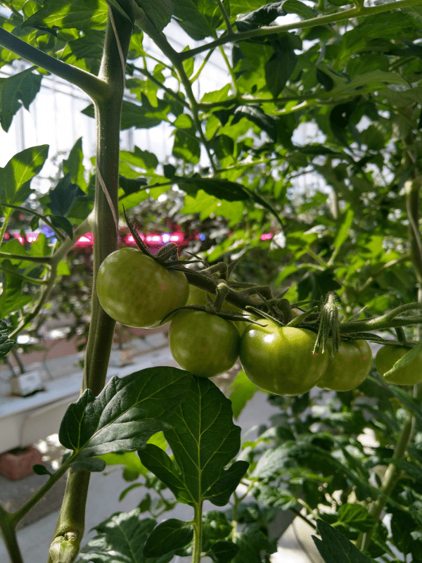 Lighting increases tomato yield by 12% – Light Science Technologies and CHAP trial finds