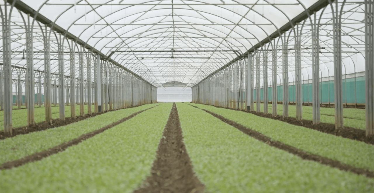 Light Science Technologies announces successful first phase completion of Zenith Nurseries contract