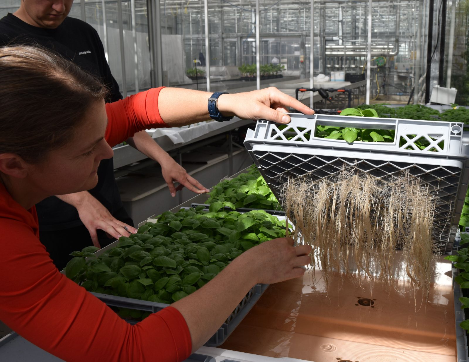 Demystifying aeroponic production – LettUs Grow research collaboration with Wageningen University