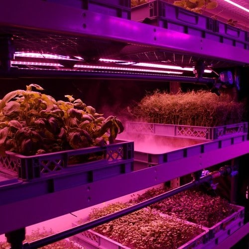 From glasshouse to vertical farm – what’s next for Controlled Environment Agriculture?