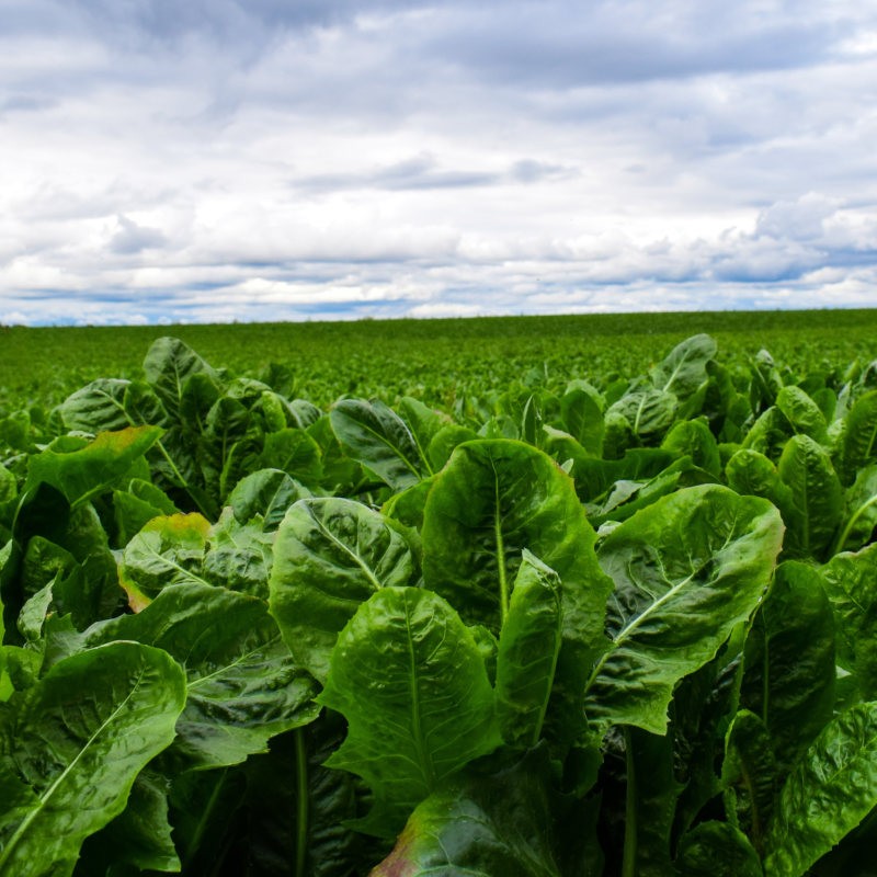 Salad harvesting rig creates a challenge for Agri-TechE members