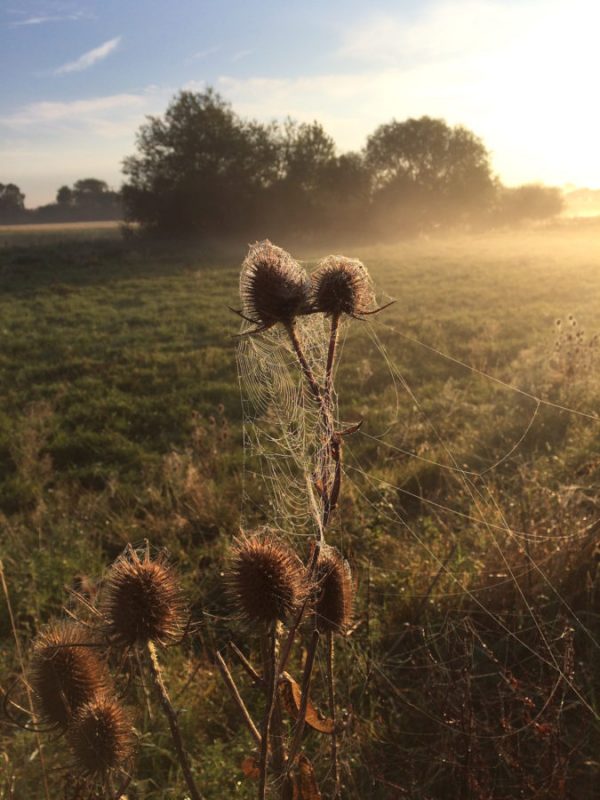Government confirms commitment to ELMs at Oxford Farming Conference
