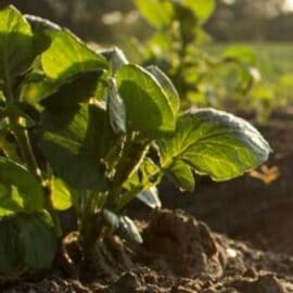 Agri-TechE Week 2020 NRP: Crops and non-chemical pest control – genetics, environment and biodiversity