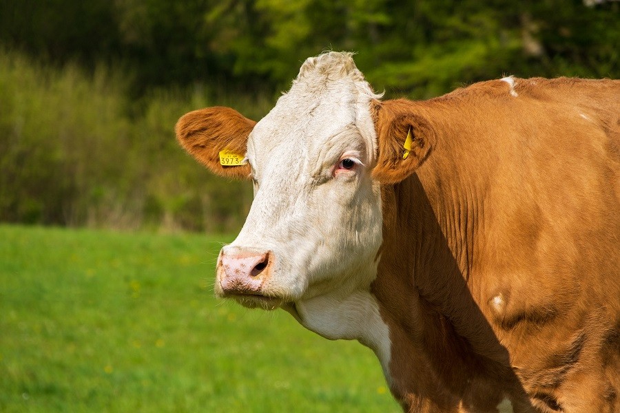 Climate impact of grass-fed herds over estimated according to new research