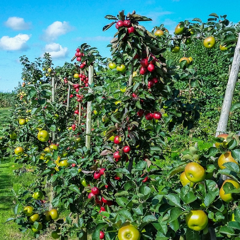 Focus on fruit – technologies moving into the sector