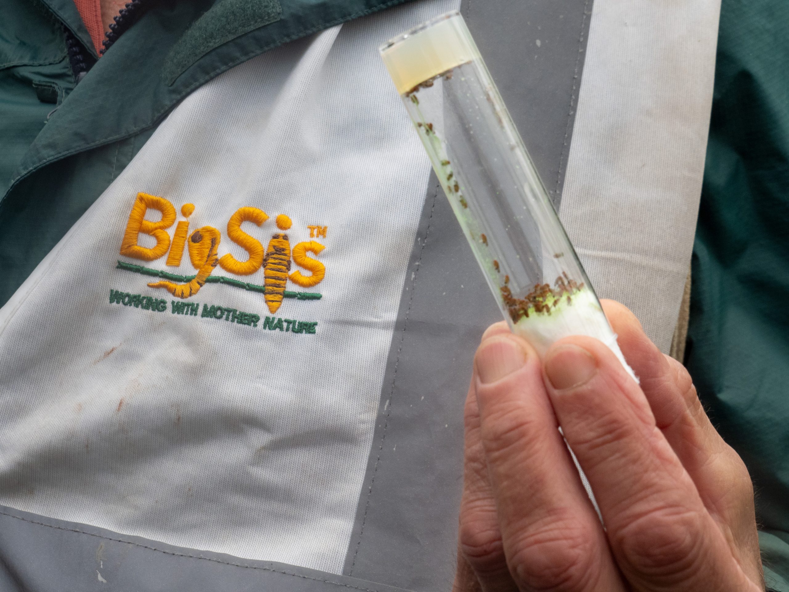 BigSis: Biological Solution for SWD soft-fruit pest beats insecticides