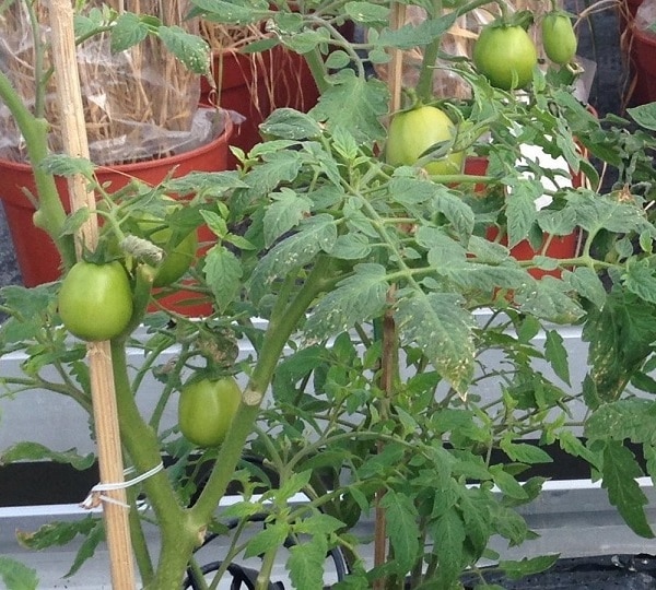 A soil improver that enhances both nutrition and hydration