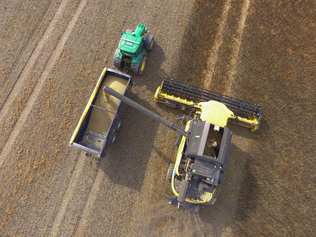 Three new pea varieties added to PGROs Descriptive List