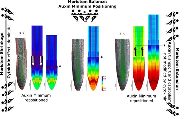 How roots respond to changes in soil revealed