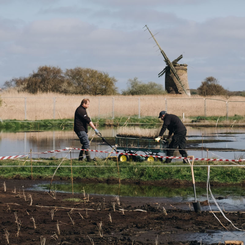Opportunity for fen and broadland farmers to diversify with paludiculture
