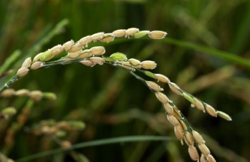 Rice ‘immune system’ protects again rice blast pathogen