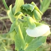 New pea has more protein at same cost to producer