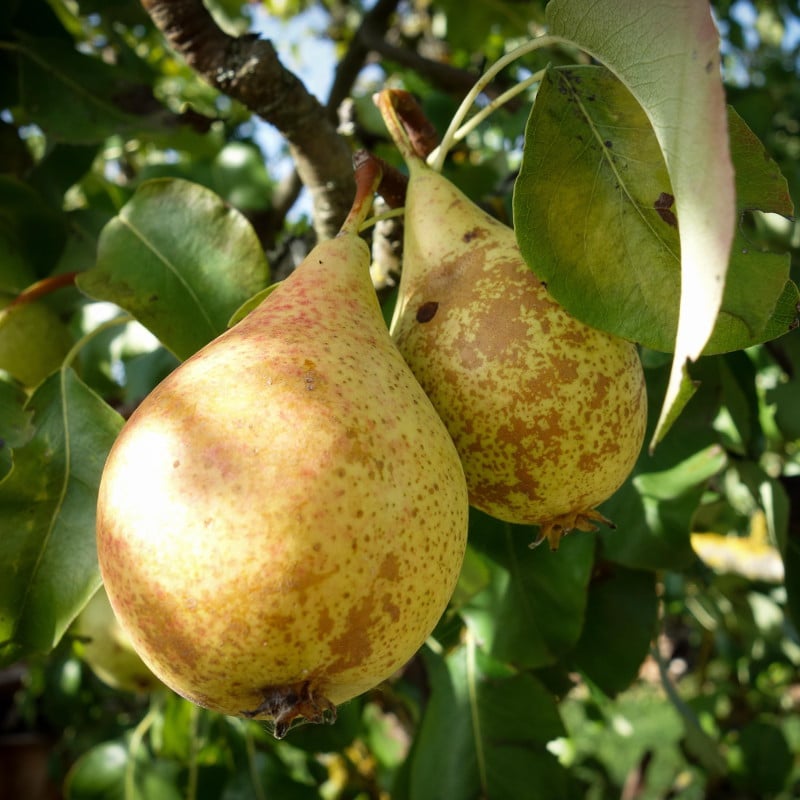 Farmable productivity app for fruit growers