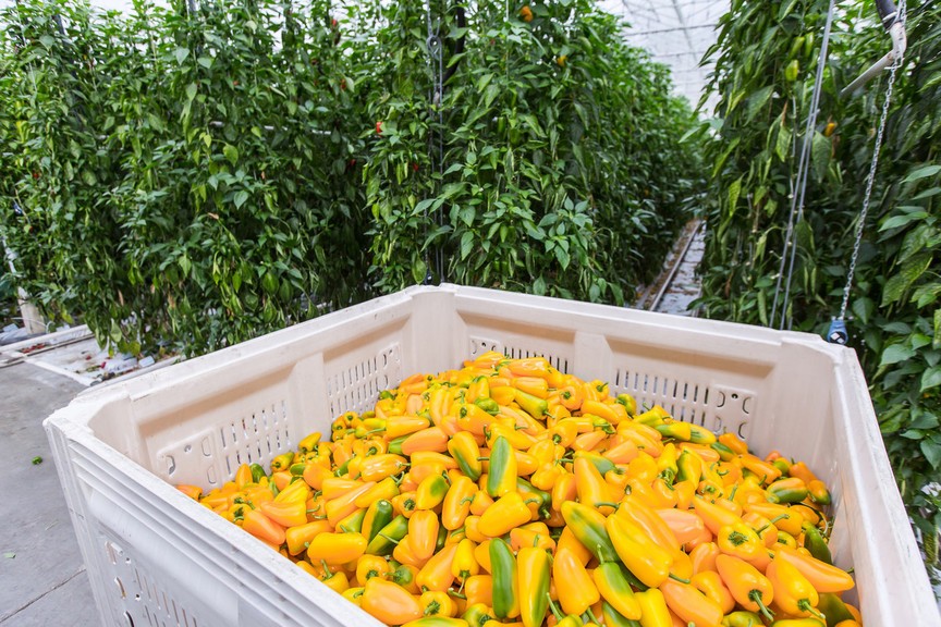 British Columbia to profile agri-tech opportunities at REAP 2022