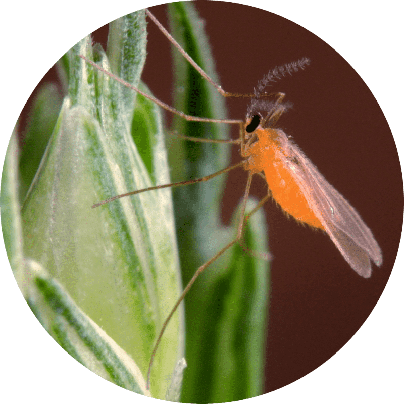 REAP 2020 Start-Up Showcase: PheroSyn