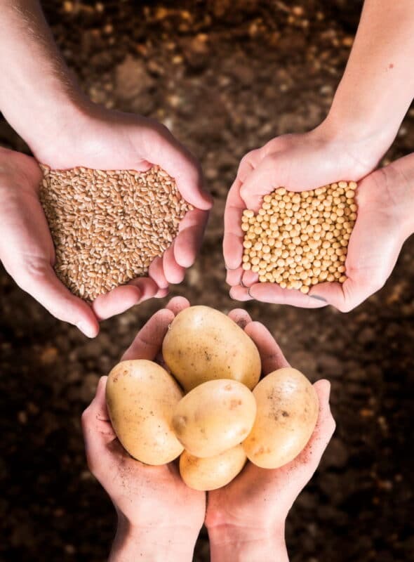 Resilience, resistance and reduction in fungicides – The Sainsbury Laboratory demonstrates how it can be done