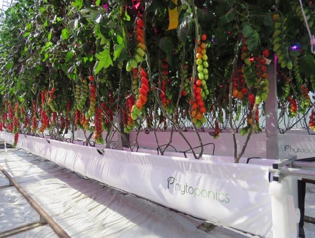 Phytoponics secures £500,000 to scale commercial trials