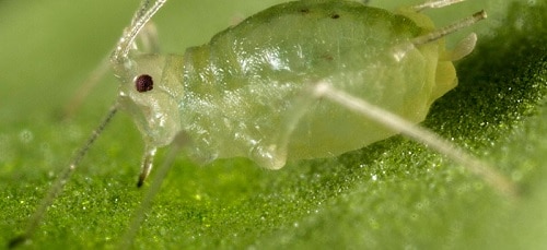 Plants use chemical defence against peach potato aphid