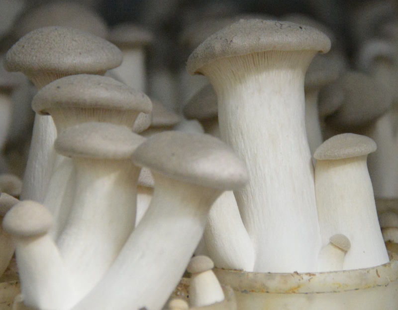 Improving diets with mushroom cultivation