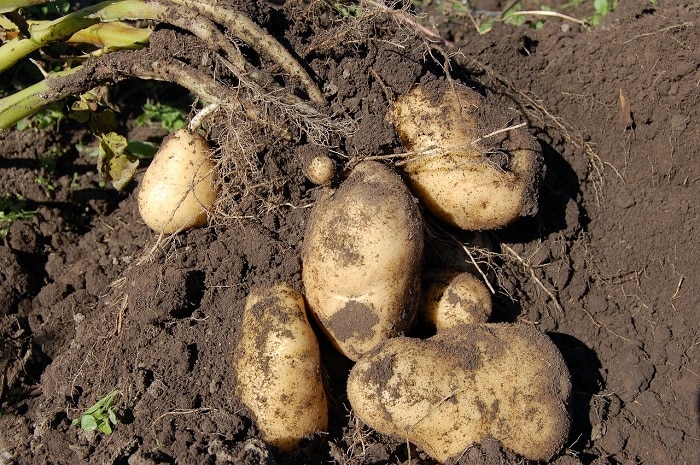 Crop4Sight has launched the UK’s first dynamic seed rate tool for planning potato crops