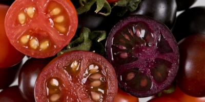 John Innes Centre: US gardeners rush to snap up purple tomatoes pioneered in Norfolk