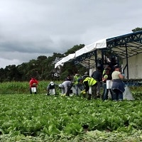 Open Innovation in agri-tech at REAP