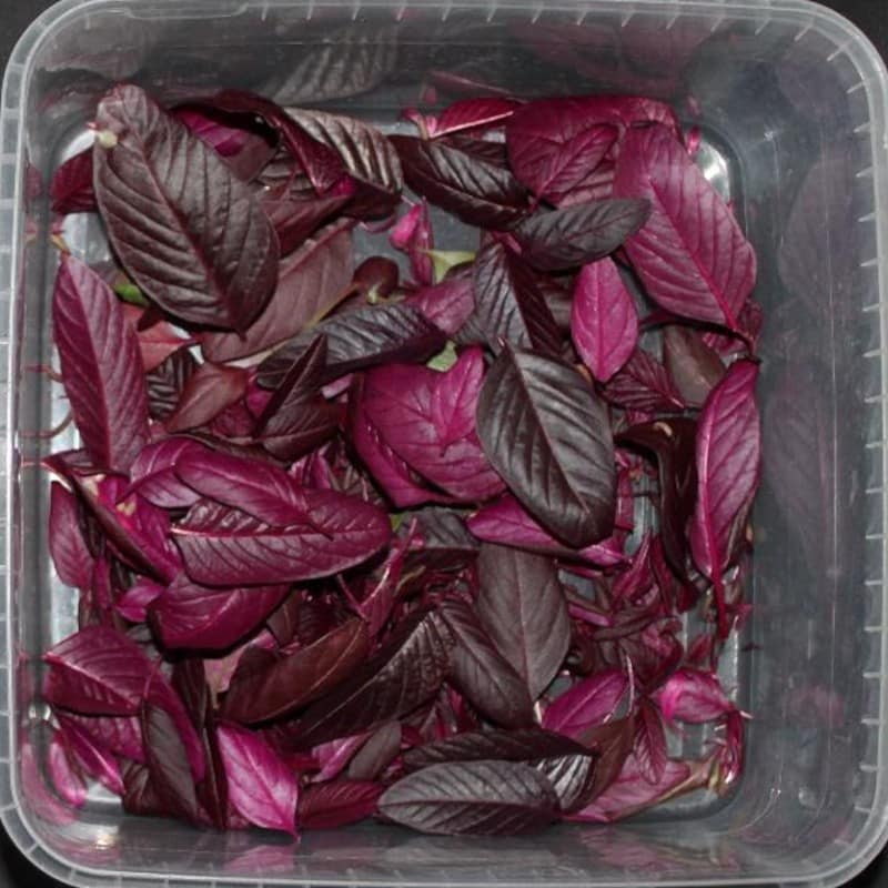 Red-amaranth-leaves-feat