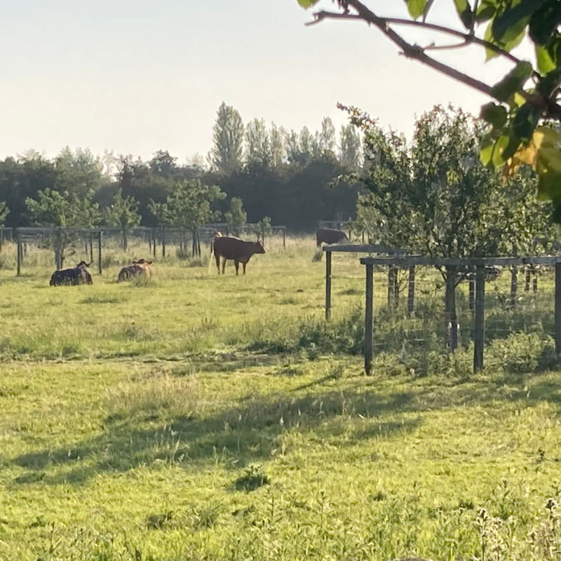 Ecometric carbon credits validated by Regen Network