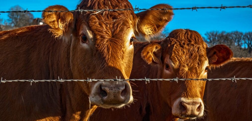 Julian Gairdner of Rezare examines the sustainable delivery of human nutrition