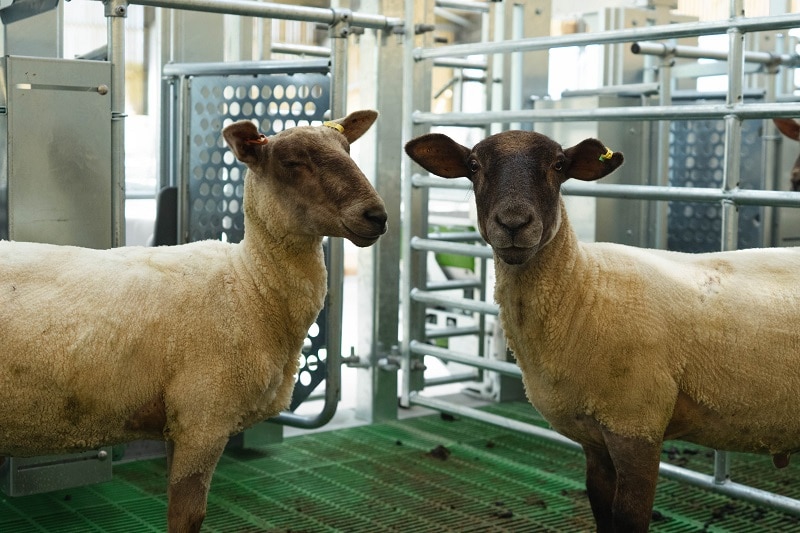 Rothamsted-Hi-tech-sheep-shed