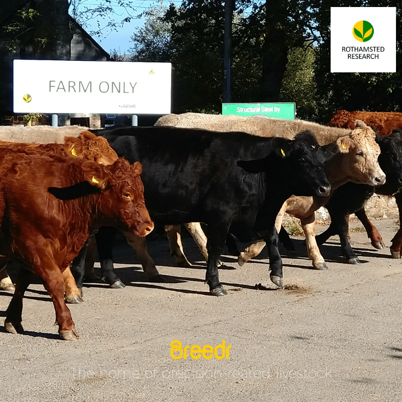 Breedr improves value of dairy beef calves by up to 50 percent