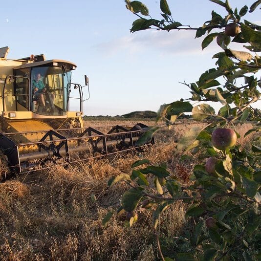 Forestry or farming? Agroforestry offers a third way