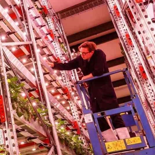 Vertical farming has stacks of potential, says Tom Brunt of Savills Food and Farming