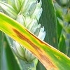 ‘Kranich’ yellow rust race detected in UK