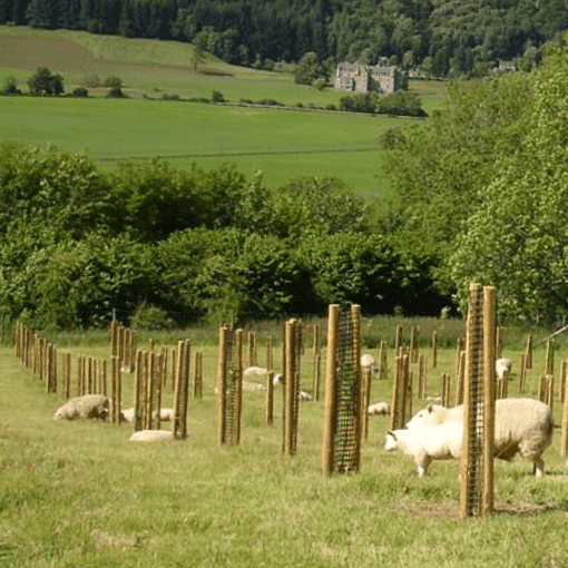 Nurtured woods provide farming goods, say the Forestry Commission