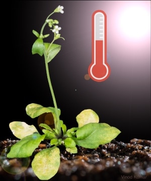 A central signal sorting hub has been revealed for plants