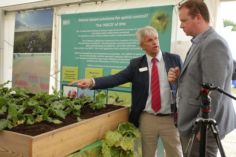 BBRO and Sencrop develop indicator for Cercospora disease risk