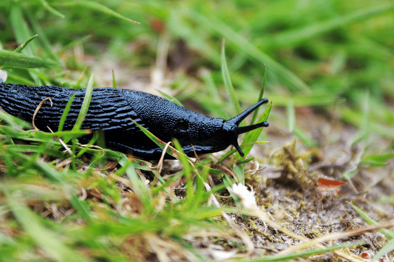 SlugBot aims to put an end to slimy pests