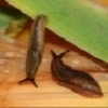 Slugs are on the slime and cost £100m a year