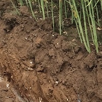 New Soil Health special interest group to launch