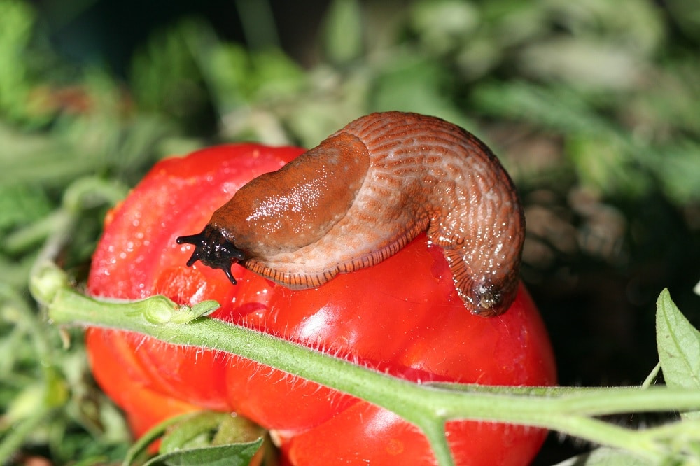 Latest on integrated slug control