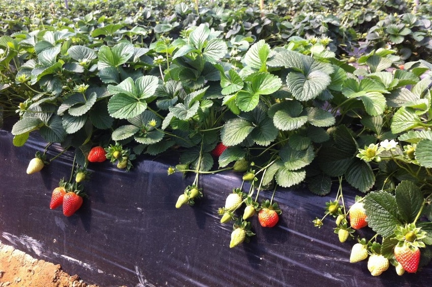 MycoNourish raises funding to improve crop production with innovative customised microbes