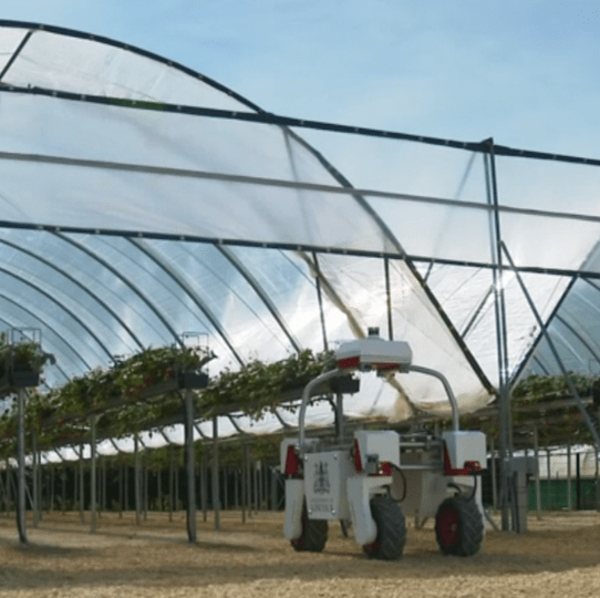 Strawberry-Picking Robot from University of Lincoln