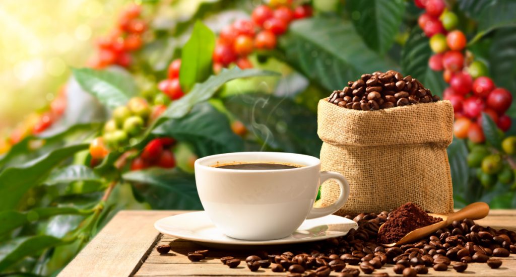THE SCIENCE OF DECAFFEINATED COFFEE