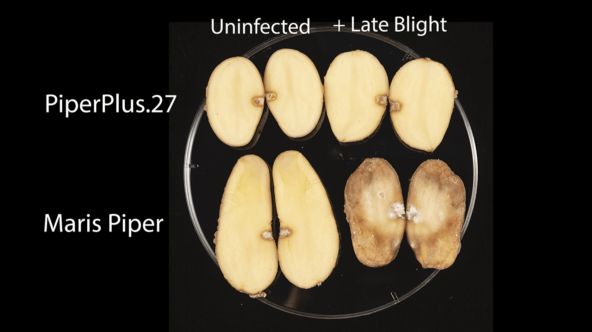 A trait based regulatory framework could release benefits of blight resistance