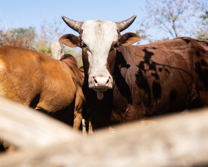 SRUC joins new centre tackling food security and climate change
