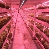Advances in underground growing brings salad to London tunnels