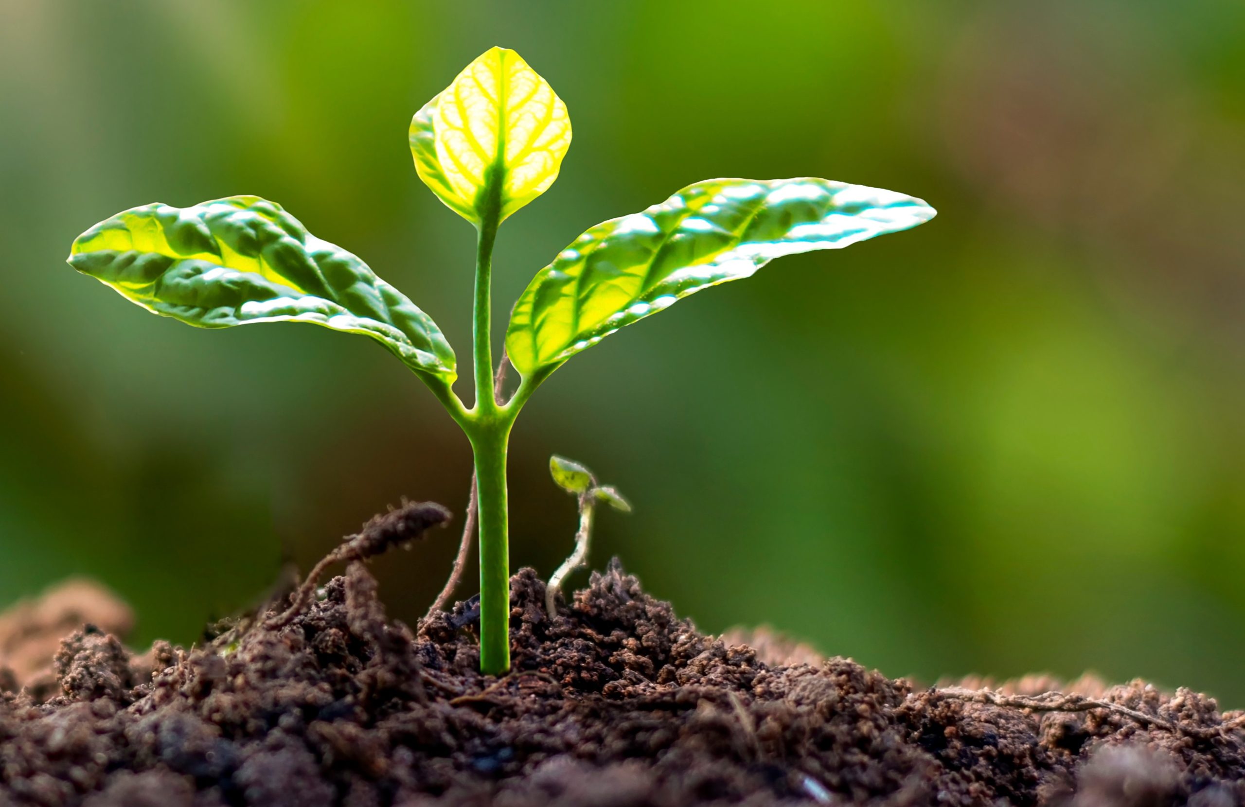 Burleigh Dodds Science Publishing Limited: Mechanisms of soil organic carbon sequestration and implications for management