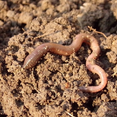 Organic material boosts yields by 10 percent revealed by research