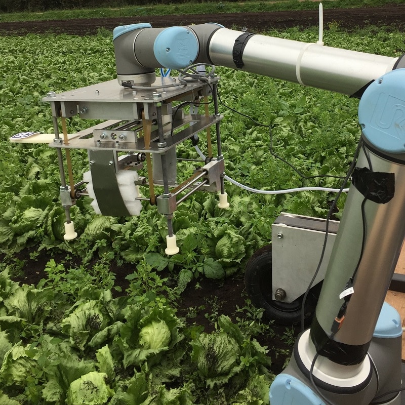 Robot uses machine learning to harvest lettuce 